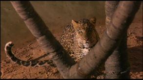 沙漠豹人,穿越沙海，探寻生命的奇迹