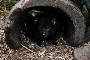 塔斯马尼亚恶魔,神秘生物的传奇与灭绝之谜